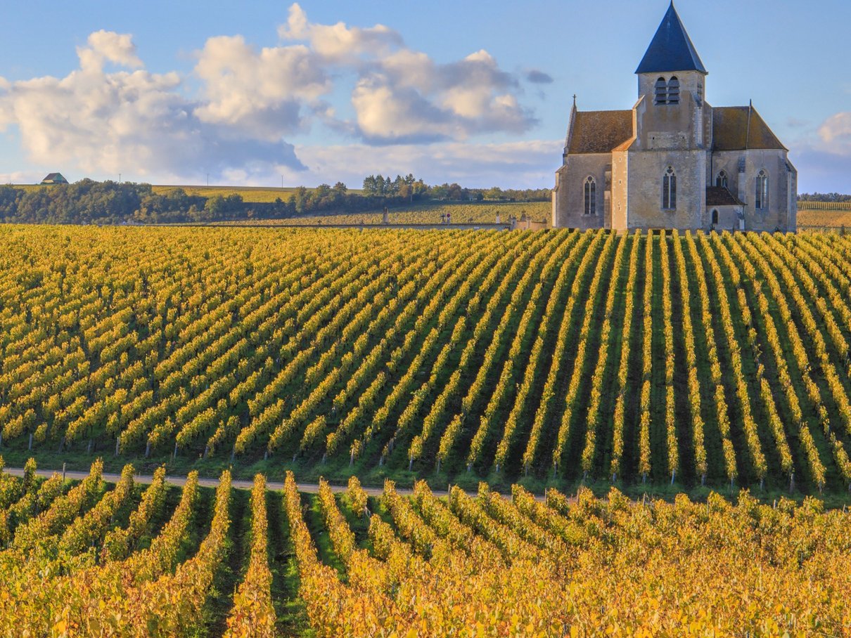 Vinhedos de Chablis, na Borgonha, com igreja entre as fileiras de videiras