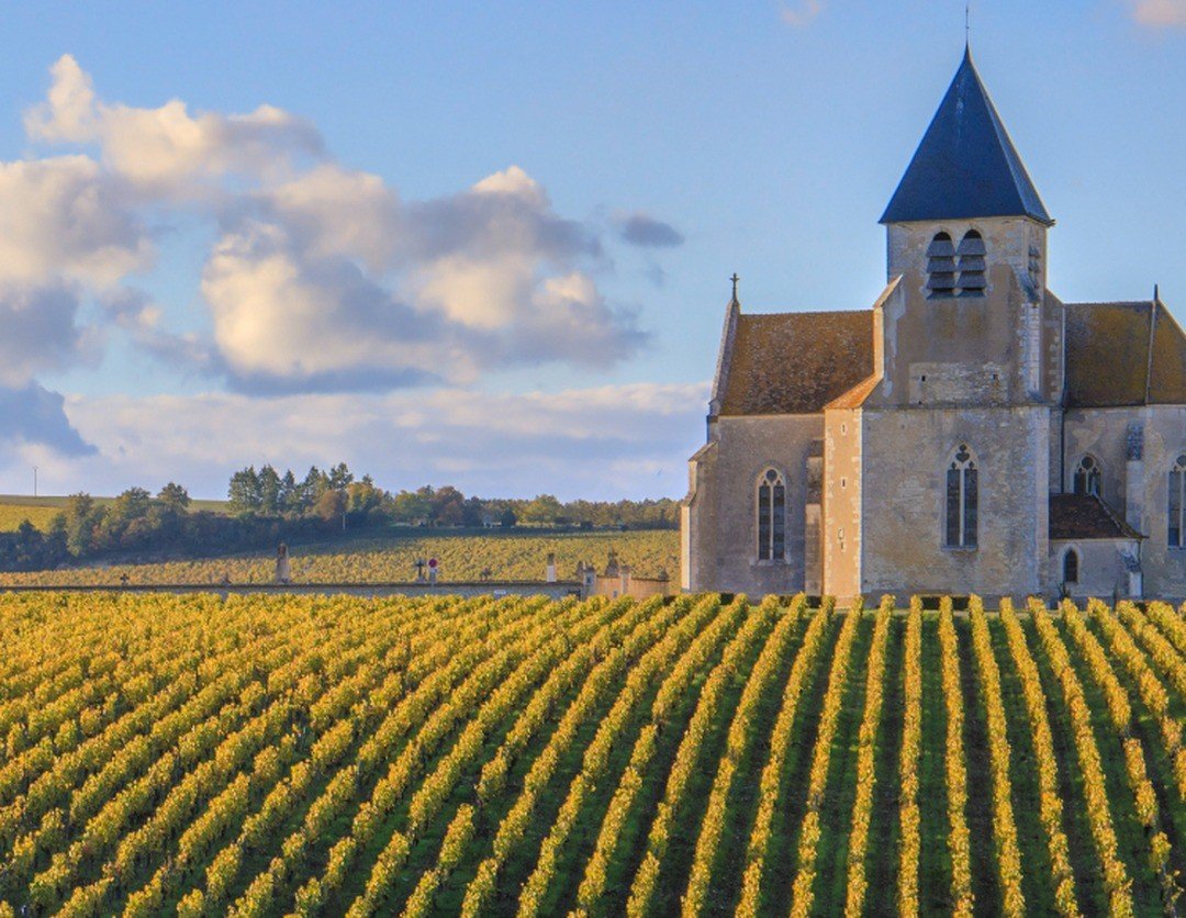Vinhedos de Chablis em composi&ccedil;&atilde;o vertical para telas pequenas